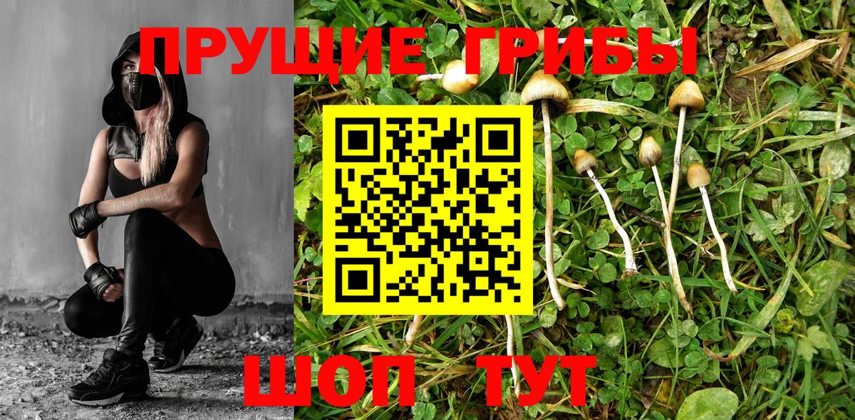 Галлюциногенные грибы Psilocybe Арсеньев